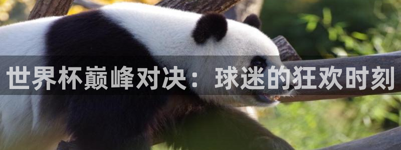葡萄牙世界杯赛程：世界杯巅峰对决：球迷的狂欢时刻